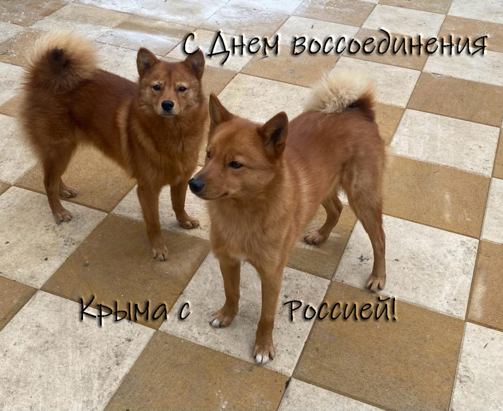 КАРЕЛО-ФИНСКАЯ ЛАЙКА