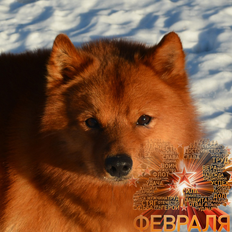 финский шпиц