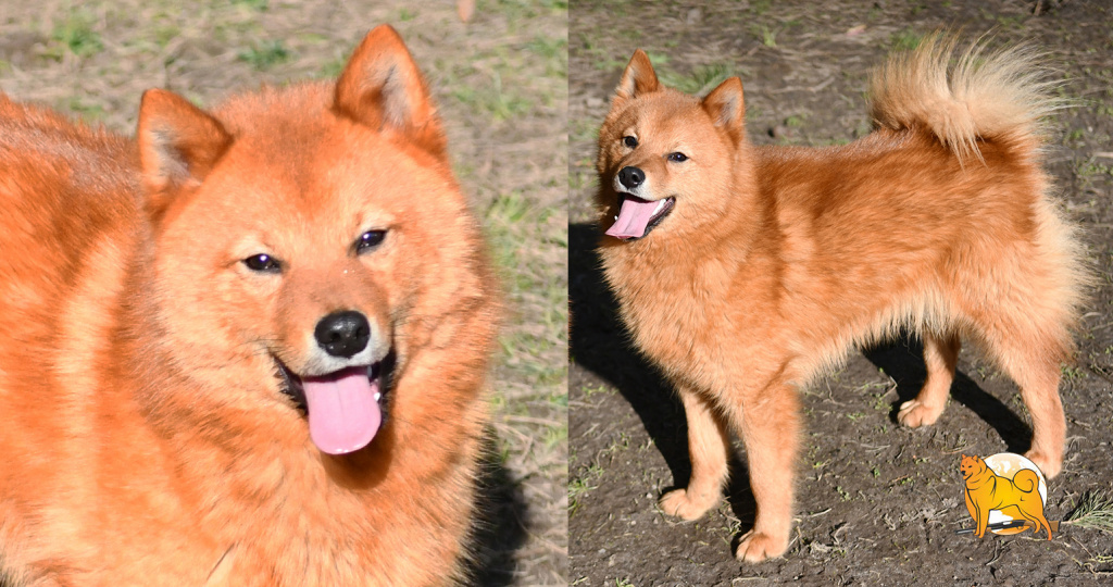 shine.jpg shine.jpg