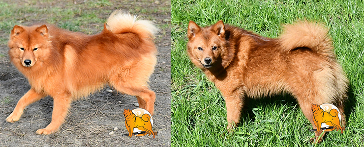fluffy_yara.jpg