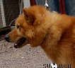 Loukkaharjun Lapin Ukko № FI51307/09, 22.08.09., вл. Silomäki Päivi, Финляндия (Финский Кеннел-Клуб)