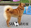 Rieskamaan Salli № FI38280/10, 31.05.10., вл. Kyllӧnen Jarmo, Финляндия (Финский Кеннел-Клуб)