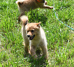 Щенки от Viki и Банды