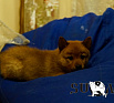 Щенки от Luppoaika Ukko Sisukas и Фантастик Фиесты