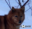 Ханна № RKF4073865, 02.11.14., вл. Сабеев К.А., г. Липецк