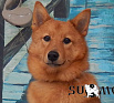 Кайк-Хан № RKF4620573, 01.06.16., вл. Терентьев О.В., г. Тула