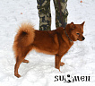Клуб Суомен Найда № RKF3929114, 18.03.14, вл. Краснов Д.А., Московская область