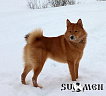 Рыжий Охотник Марс № RKF4463704, 17.02.16., вл. Чепелинский Д.И., Мурманская область