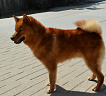 Клуб Суомен Икар № RKF3791513, 28.12.13, г. Москва