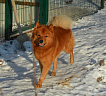 Клуб Суомен Сатир № RKF3647386, 13.03.13., г. Москва