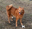 Гайна № RKF3415682, 20.08.12, вл. Парамонов Н.А., г. Москва