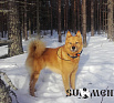 Viki № FI26571/13, 02.04.13., Siironen Petri, Siironen Mea-Maaria