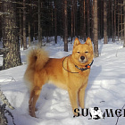 Viki № FI26571/13, 02.04.13., Siironen Petri, Siironen Mea-Maaria