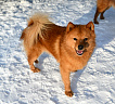 Клуб Суомен Персей № RKF0000000, 03.02.25, Московская обл.