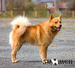 Клуб Суомен Максимилиан № RKF5660579, 25.03.19, вл. Шумейко И.В., Приморский край