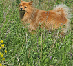 Марс № RKF4347137, 09.07.15., вл. Афанасенкова Л.В., г. Архангельск