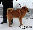 Баян № RKF2951030, 21.03.11, вл. Кабанов Б.А., г. Москва