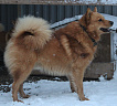 Клуб Суомен Максимилиан № RKF5660579, 25.03.19, вл. Шумейко И.В., Приморский край