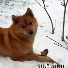 Бор № RKF4073852, 04.12.14., вл. Соколова С.В., г. Екатеринбург