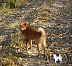 Жак № RKF0000000, 19.10.13., вл. Юрковский В.В., Сахалинская область