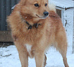 Клуб Суомен Максимилиан № RKF5660579, 25.03.19, вл. Шумейко И.В., Приморский край