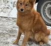 Клуб Суомен Финик № RKF0000000, 07.04.25, вл. Орлов Р.А., г. Москва