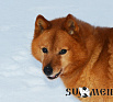 Kiertäjän Korven Aapo № FI39615/12, 18.06.12., Kinnunen Markku, Finland