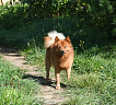 Клуб Суомен Сатир № RKF3647386, 13.03.13., г. Москва