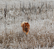 Клуб Суомен Сатир № RKF3647386, 13.03.13., г. Москва