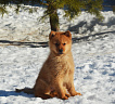 Щенки от Клуб Суомен Икара и Golden Grouse Gerda