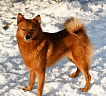 Клуб Суомен Тоня № RKF0000000, 06.02.25, Московская обл.