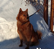 Ханна № RKF4073865, 02.11.14., вл. Сабеев К.А., г. Липецк