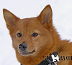 Фантастик Фиеста № RKF3567751, 28.03.13., вл. Якушин Р., г. Новосибирск