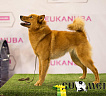 Рашель № RKF4347788, 23.10.15., вл. Dita Panko, Латвия