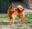 Клуб Суомен Чак № RKF6287036, 22.06.21, вл. Dita Panko, Latvija
