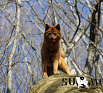 Сайма № RKF3985589, 14.04.14., вл. Дедюля С.В., г. Туапсе