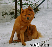 Муха № RKF3479095, 05.12.12, вл. Илизаров И.Б., г. Москва