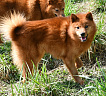 Клуб Суомен Чак № RKF6287036, 22.06.21, вл. Dita Panko, Latvija