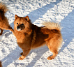 Клуб Суомен Персей № RKF0000000, 03.02.25, Московская обл.