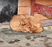 Клуб Суомен Тоня № RKF0000000, 06.02.25, Московская обл.