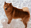 Клуб Суомен Икар № RKF3791513, 28.12.13, г. Москва