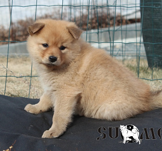Щенки от Клуб Суомен Максимилиана и Урсулины