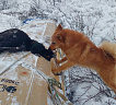 Фокс № RKF0000000, 30.11.20, вл. Бандеров А.В., Республика Саха (Якутия)