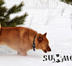 Клуб Суомен Бест № RKF4246350, 23.02.15., вл. Никитин В.М., Ульяновская область