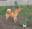 Клуб Суомен Терхо № RKF3647391, 15.03.13., вл. Габдулхаков Р.Р., Татарстан