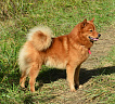 Клуб Суомен Сатир № RKF3647386, 13.03.13., г. Москва
