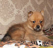 Щенки от Клуб Суомен Никки и Милы