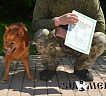 Клуб Суомен Найда № RKF3929114, 18.03.14, вл. Краснов Д.А., Московская область