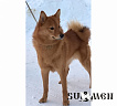 Рыжий Охотник Марс № RKF4463704, 17.02.16., вл. Чепелинский Д.И., Мурманская область