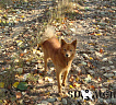 Жак № RKF0000000, 19.10.13., вл. Юрковский В.В., Сахалинская область